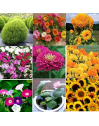 Bazodo Flower seeds , Best germination , Affordable Prices, Rare Collections